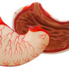 Model Human Stomach - 2 Parts