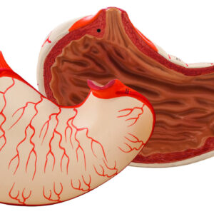 Model Human Stomach - 2 Parts