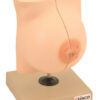 Model Mammary Gland in Resting Period