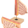 Model Mammary Gland in Lactation