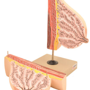 Model Mammary Gland in Lactation