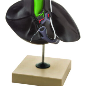 Eisco Labs Human Liver Model Half Life Size With Gall Bladder 3 Dimensional 7 x 5 Inches