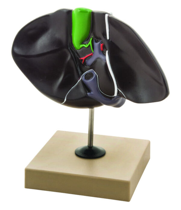 Eisco Labs Human Liver Model Half Life Size With Gall Bladder 3 Dimensional 7 x 5 Inches