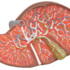 Model Liver Dissection