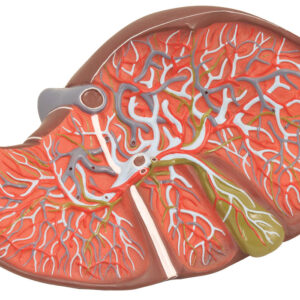 Model Liver Dissection