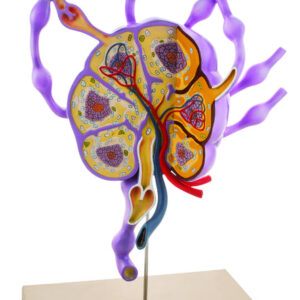 Model Lymph Nodes - 24" tall Biology Study Model - Eisco Labs