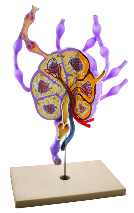 Model Lymph Nodes - 24" tall Biology Study Model - Eisco Labs