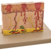 Model Human Skin 4 times enlarged
