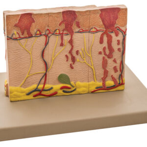 Model Human Skin 4 times enlarged