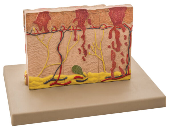 Model Human Skin 4 times enlarged
