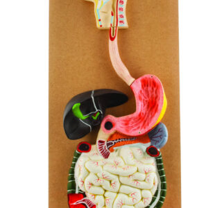 Eisco Labs Human Digestive System Model, Life Size, 32" Tall, 3 Parts with Removable Half of Stomach and Transverse Colon