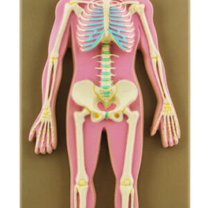 Model Human Skeletal System