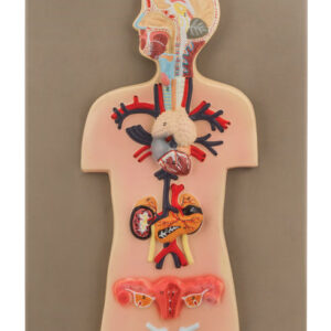 Eisco Labs Human Endocrine System Anatomical Model, Miniature Size - Cross Section, Approx. 15"x10"