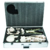 Disarticulated Skeleton with Case