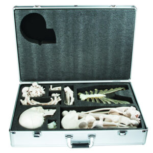 Disarticulated Skeleton with Case