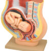 Model Human Female Pelvis Pregnancy with Fetus