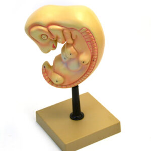 Human Embryo Model 4 weeks old