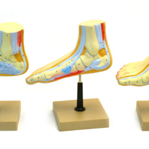 Human Feet Model Set