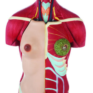 Full Muscular Torso Natural with Dual Sex Organs (30 Parts)