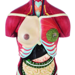 Full Muscle Torso with Dual Sex Organs and Open Back 24 Parts