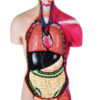 Human Half Muscle Female Torso with Dual Sex Ÿ?? Economy 17 Parts