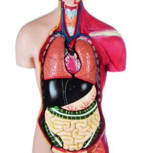 Human Half Muscle Female Torso with Dual Sex Ÿ?? Economy 17 Parts