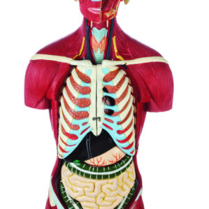 Human Full Muscle Torso with Dual Sex Organs 20 Parts