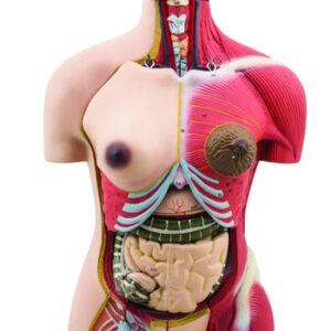 Half Size Muscular Torso 24 Parts