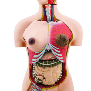 Half Size Human Torso 28 Parts