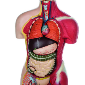 Half Size Human Torso Half Muscle 20 Parts