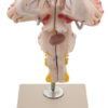 Brain Stem