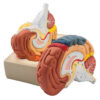 Human Brain Model - 2 Parts