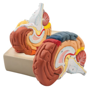 Human Brain Model - 2 Parts