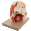 Muscular Head - 6 Parts