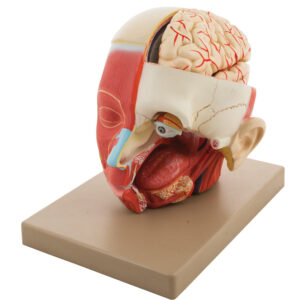 Muscular Head - 6 Parts