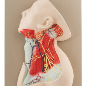 Neck & Nerve