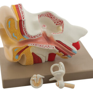 Ear Model Enlarged 5 Times
