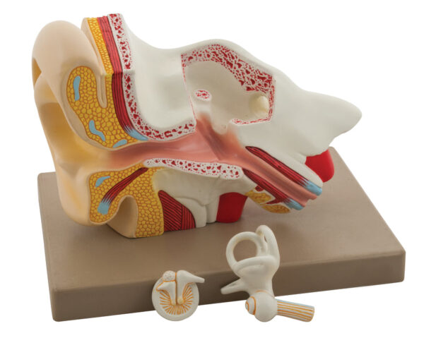 Ear Model Enlarged 5 Times