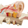 Human Ear - 6 Parts