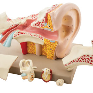 Human Ear - 6 Parts