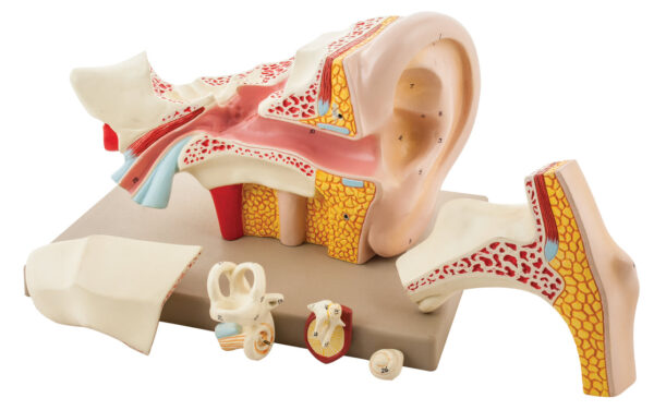Human Ear - 6 Parts