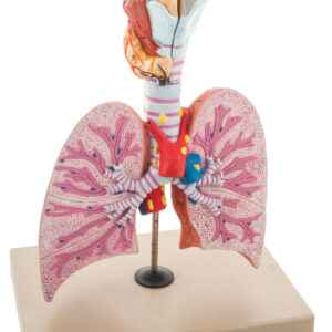 Respiratory - Healthy Lungs