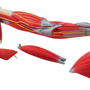 Muscular Arm - 6 Parts