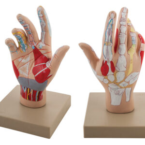 Hand