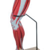 Muscular Leg - 9 Parts