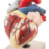Human Heart Enlarged - 7 Parts