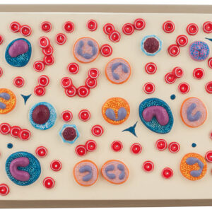 Red Blood Cell