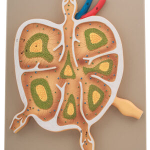 Lymph Node L.S.