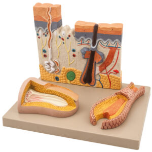 Skin Model - 3 Parts