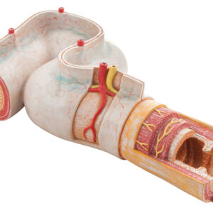 Intestinal Jejunum Cutaway